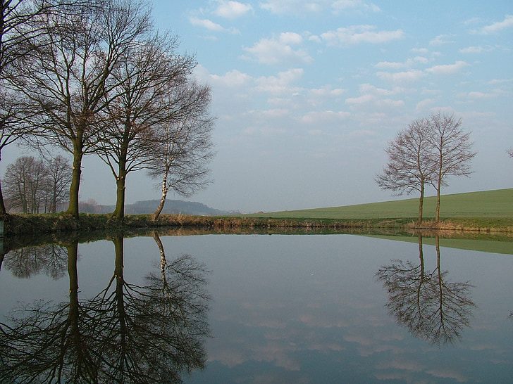 morning, pond, trees, mirroring, water