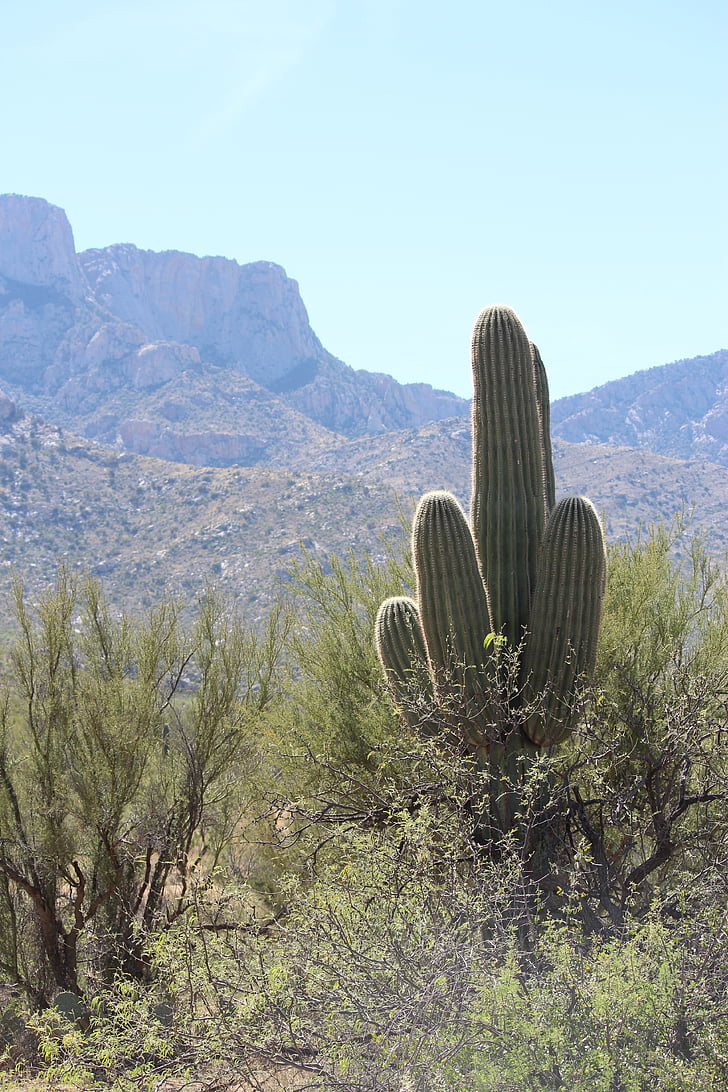 karnegia olbrzymia, Pustynny krajobraz, Arizona, Kaktus, krajobraz, Natura, Sonora