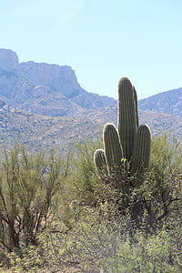 Saguaro, paisagem do deserto, Arizona, cacto, paisagem, natureza, deserto de sonora