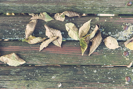 Herbst, Blätter im Herbst, Schmutz, im freien, Park, Muster, Textur