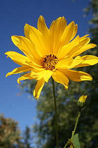skov solsikke, blomst, blomstermotiver, wildflower, gul, Helianthus divaricatus, stauder