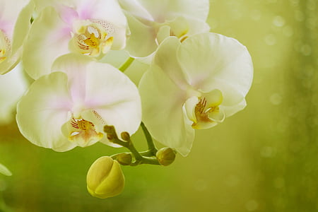 flor, exóticos, flor exótica, tropical, flor tropical, especies exóticas, Orquídea