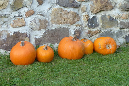 calabaza, Halloween, naranja, otoño, exterior, césped, jardín