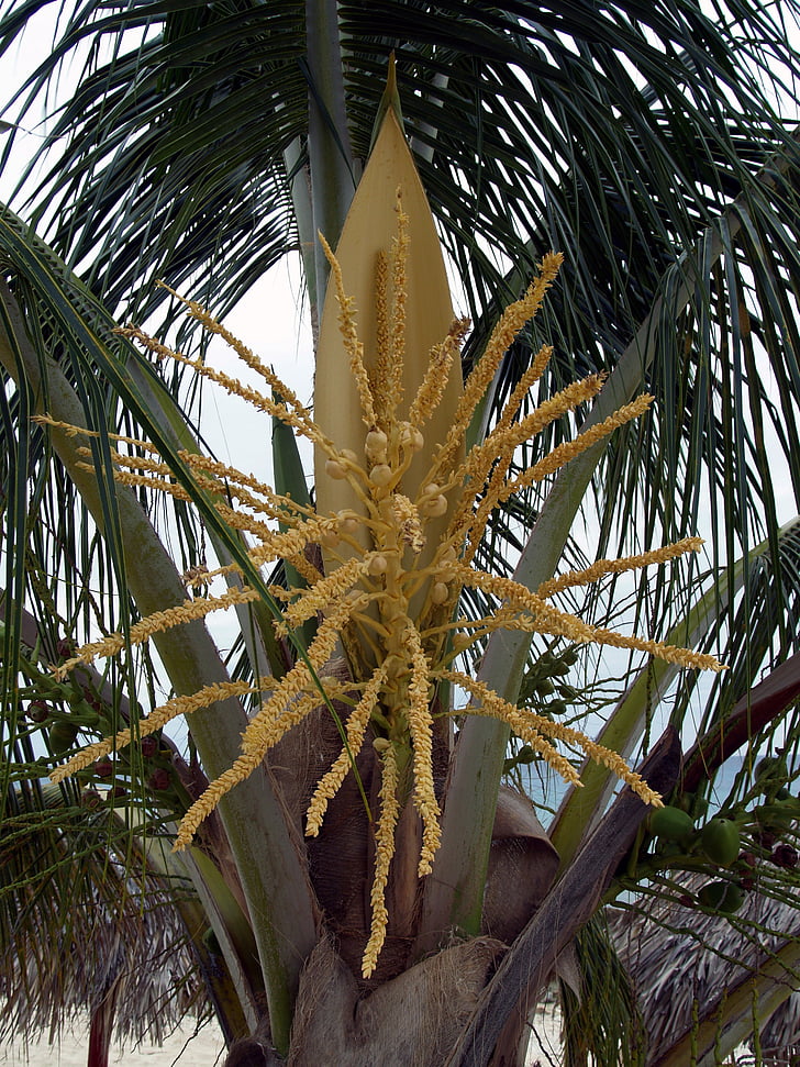 Palm, floare, nucă de cocos, plante, tropice, copac, Făt