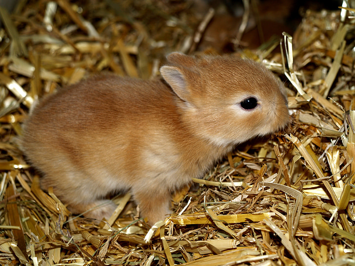 Hare baby, kjæledyr, søt, dyr, gnagere, søt, liten