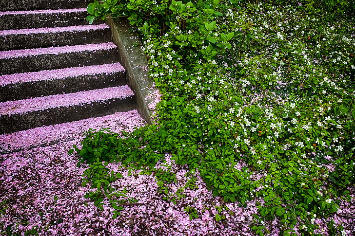 Kumamoto, cereja, escadas, grama, verde, -de-rosa, natureza
