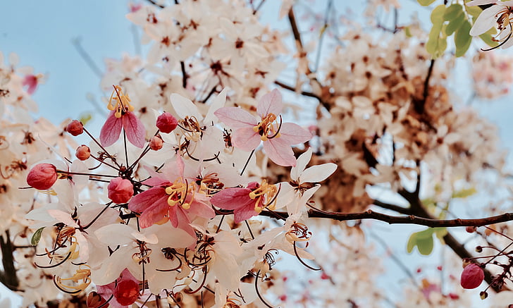 Sakura, flors, Rosa, tigre gegant, arbre, branca, natura