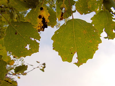 Topol, listoví, podzim, listy, barvy, strom, list