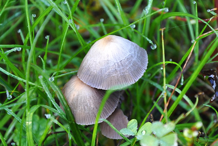 mushroom, dew, nature