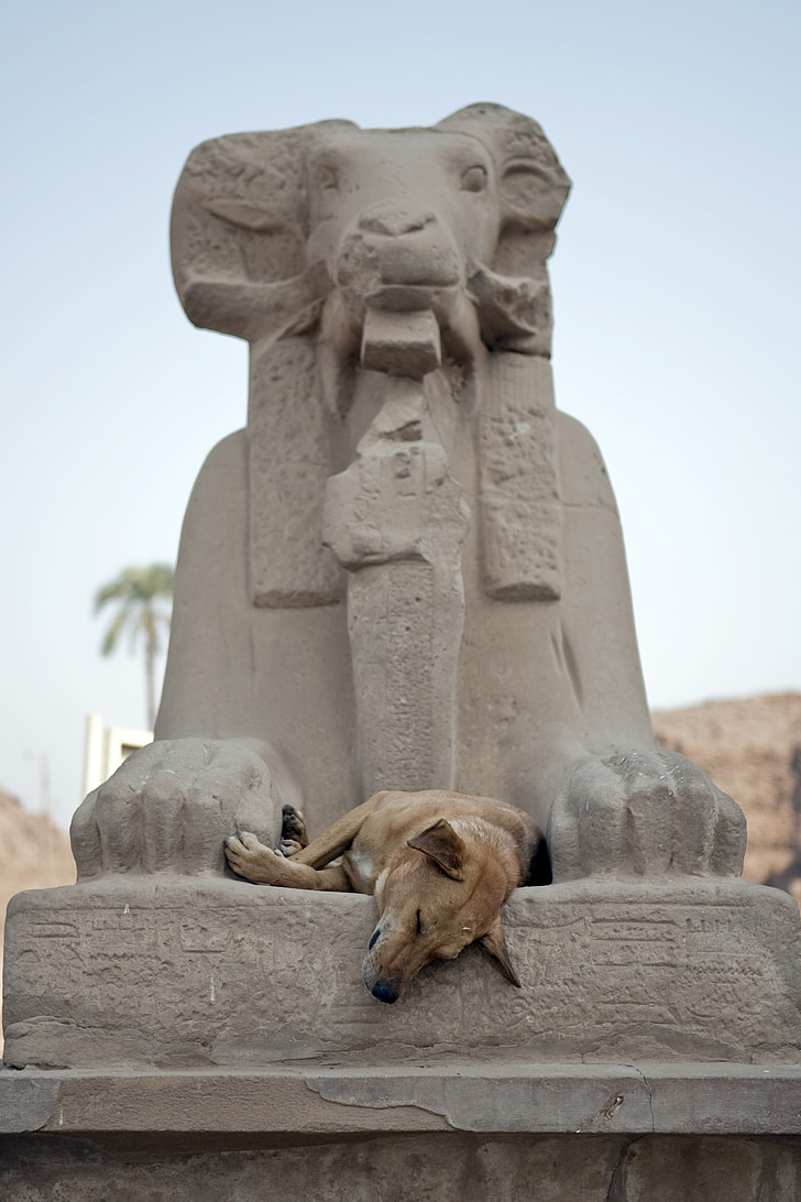 divlji pas, spavanje, pas, Egipat, Aswan, Drevni, Egipatski Bog