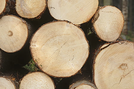 έξι, δάσος ερυθρελάτης, μαλακό ξύλο, κωνοφόρο, ξύλο, δέντρο, ξύλο - υλικό
