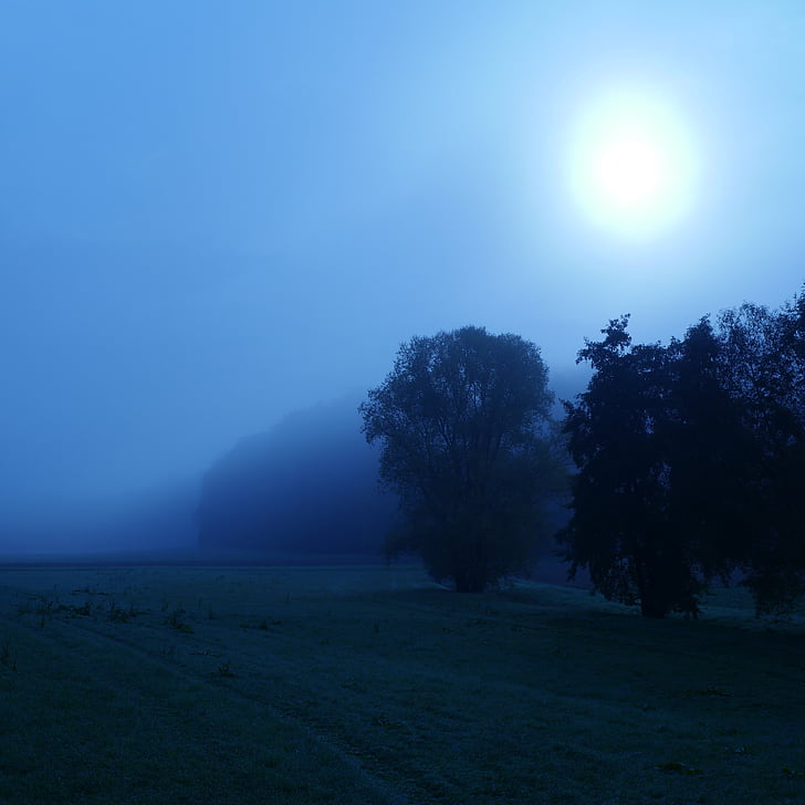 træer, skov, solen, tåge, tåge, Weird, spøgelsesagtige