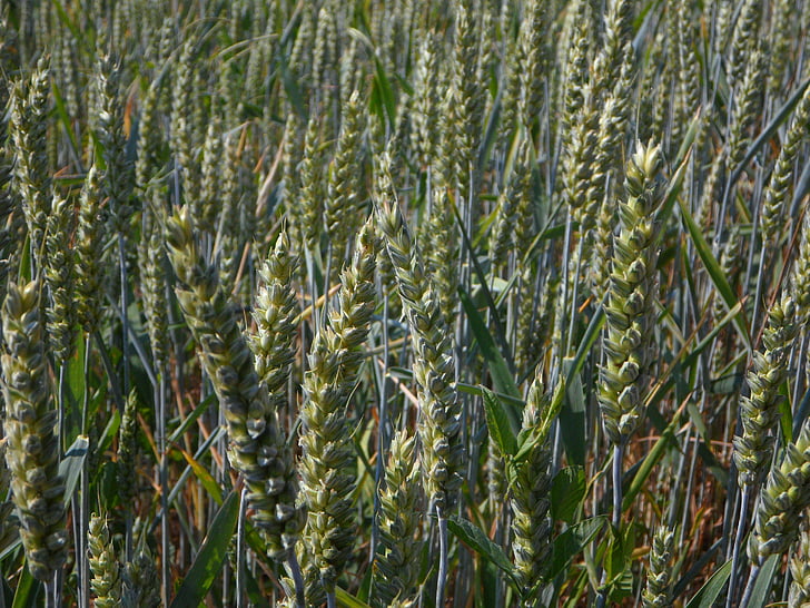 pšenice, Spike, polje, kmetijstvo, žetev, žita, prehrana