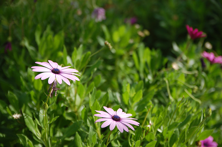 flower, nature, plant, summer, pink