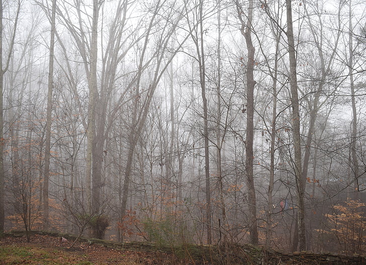 træer gennem tågen, vinter, træ, plante, natur, løv, regn-vådt