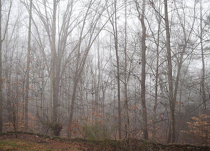 árvores na neblina, Inverno, árvore, planta, natureza, folhagem, chuva-molhado