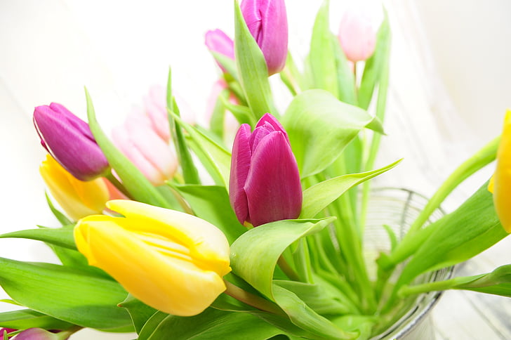 tulipes, jaune, printemps, fleur de printemps, fleurs jaunes, fleurs coupées, fleur