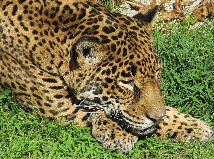 Jaguar, kucing besar, karnivora, kucing, beristirahat, potret, bulu