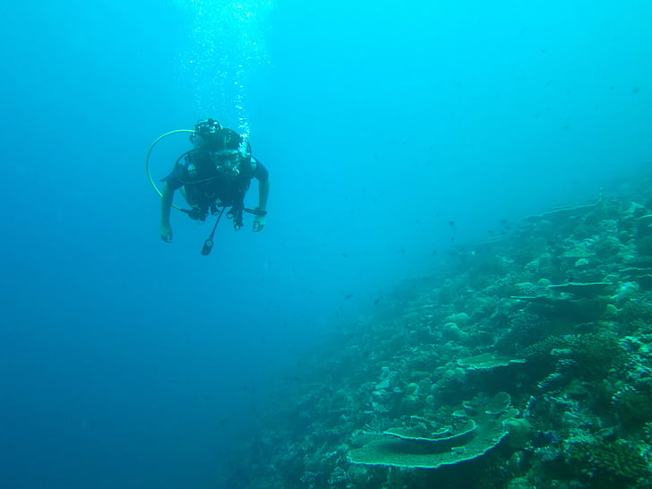 scufundări, Maldive, mare, ocean, costum de diving, scufundări adânc, subacvatice