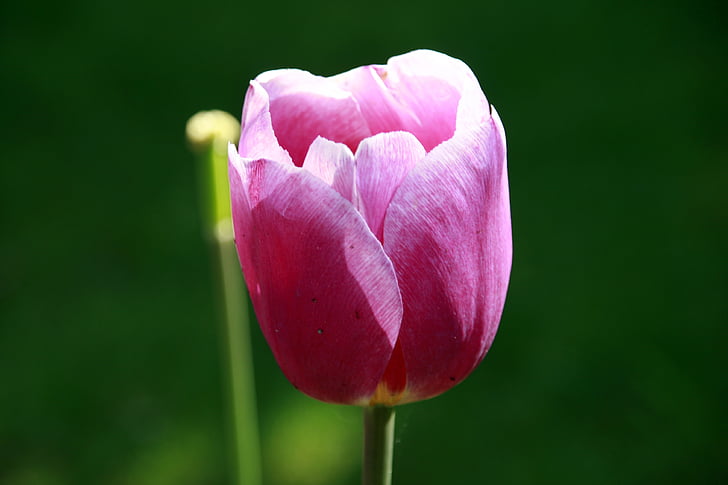 flower, green, pink, nature, leaf, blossom, petal