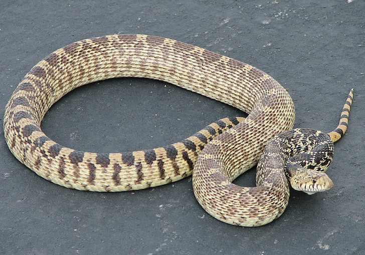 Gopher snake, niet giftig, zonnen, schalen, kruipen, gifvrij, huid