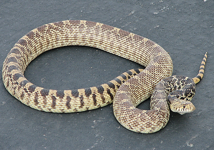 Gopher snake, non venimeux, au soleil, échelles, rampant, non toxique, peau