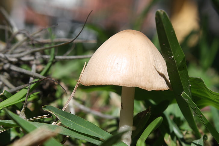 fungus, miniature, nature