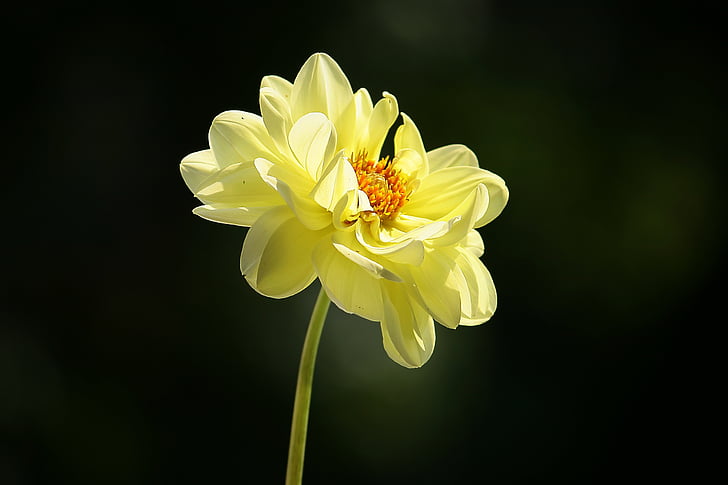 Dahlia, jaune, Blossom, Bloom, jardin de Dahlia, fin de l’été, fleur