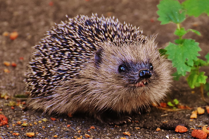 hedgehog child, young hedgehog, hedgehog, animal, spur, nature, garden