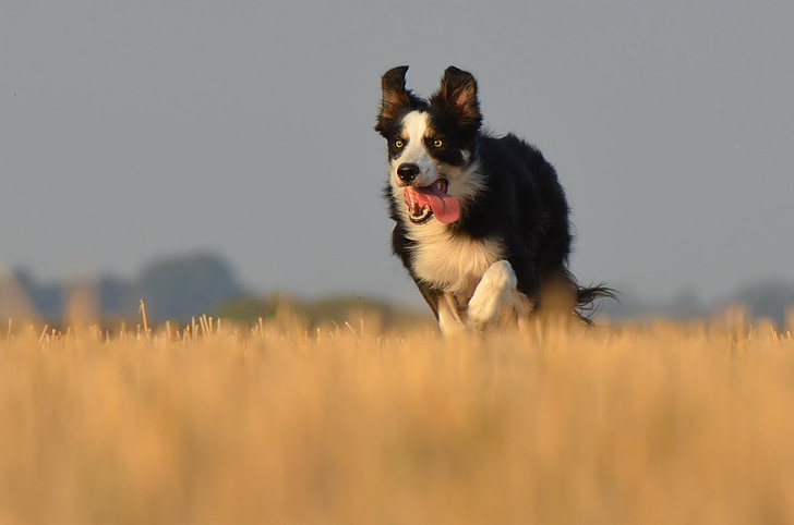 border collie, Running dog, domaine, été