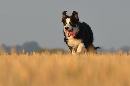 border collie, con chó chạy, lĩnh vực, mùa hè