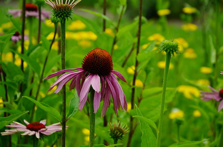 cappello da sole, viola scintilla sonnenhut, Echinacea purpurea, giardino, pianta del giardino, Echinacea, pianta ornamentale