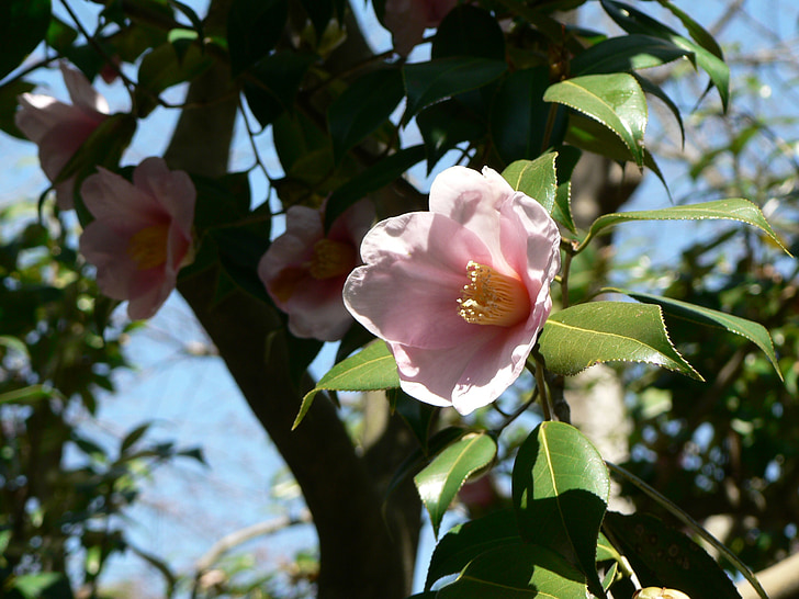 flor, arbre, Rosa