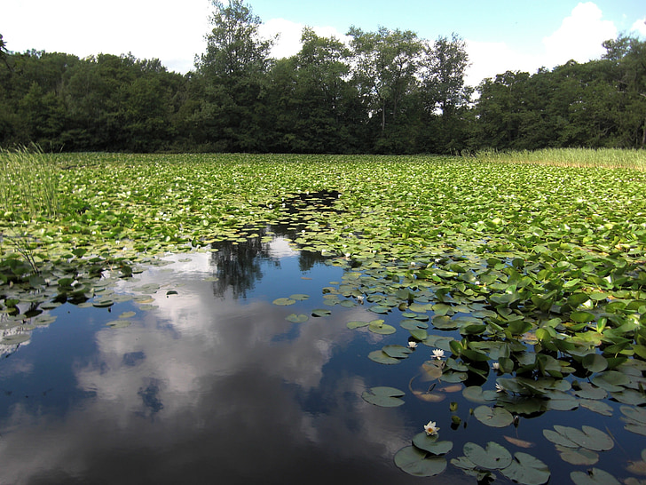 Jezioro, Lilie wodne, Chmura reflection, chmury, wody, Natura, marienhölzung