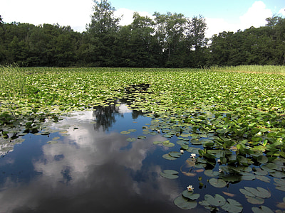 lake, water lilies, cloud reflection, clouds, water, nature, marienhölzung