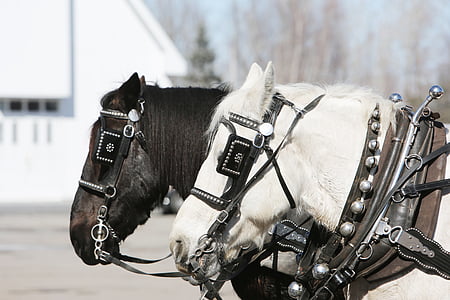 animal photography, animals, close-up, equine, horses, macro, horse