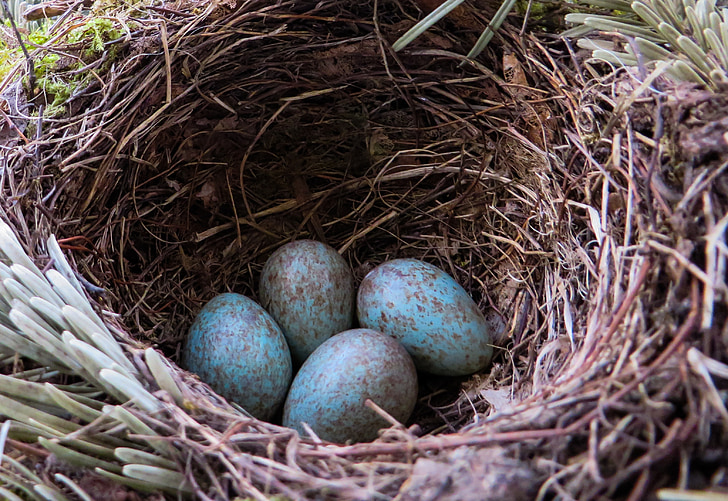 Blackbird, sarang, sarang burung, telur, telur burung, biru, Penetasan