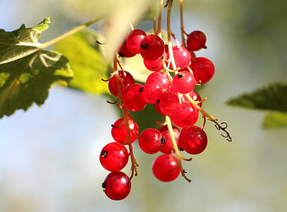 currants, plant, fruit, red, branch, nature, grapes