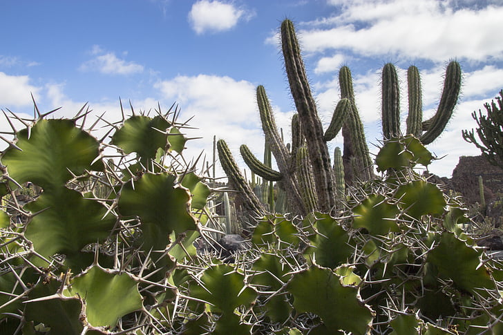 cactus, spur, prickly