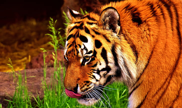 tijger, Predator, bont, mooie, gevaarlijke, kat, wildlife fotografie