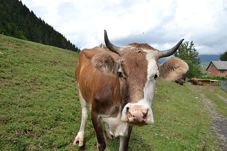vacă, Munţii, Munții Carpați, Ucraina, iarba, animale, călătoria
