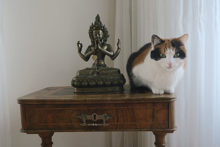 buddhist figure, cat, meditation, pets, domestic Cat, animal, indoors