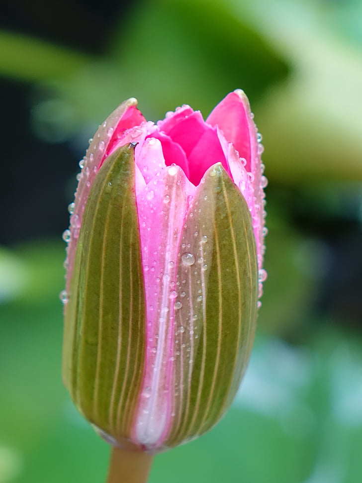 lotus, pink, bud, xie, dew, flower, focus on foreground