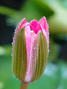 Lotus, розово, Бъд, СИЕ, роса, цвете, Съсредоточете се върху нови знания