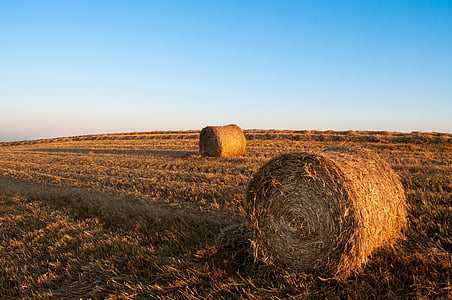 agriculture, farming, field, harvest, hay bales, sky, straw