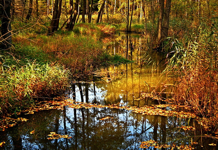 wody, Jezioro, jesień, liści, Natura, roztocza, odbicie