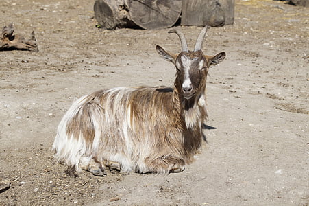 goat, billy goat, sun, concerns, bask, mammal, relaxation