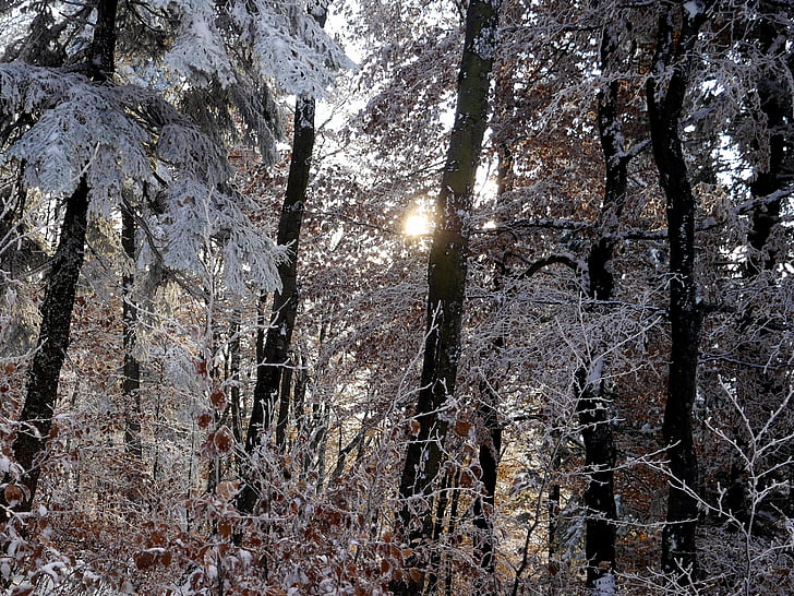 trees, forest, sun, nature, snow, autumn, branch