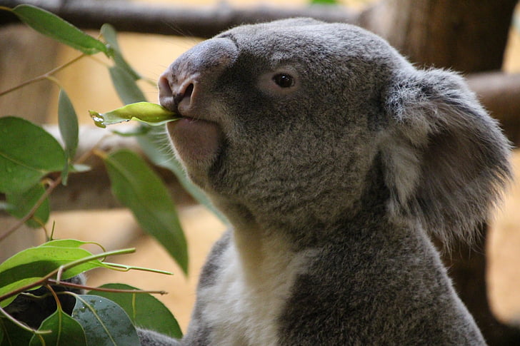 Coala, descanso, urso coala, preguiçoso, Austrália, jardim zoológico, espreguiçar em torno