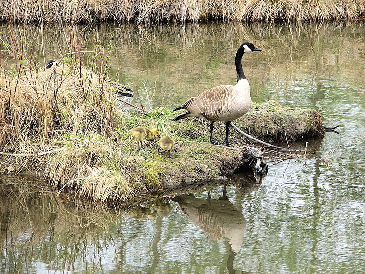 Angsa Kanada, goslings, habitat, Sanctuary, Kanada